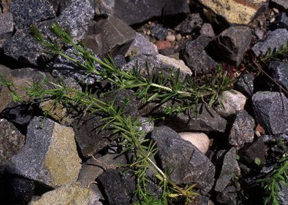 Galium aparine L. attēls