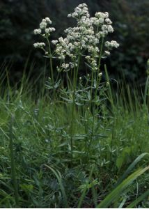 Galium boreale L. attēls