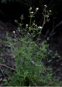 Galium elongatum C.Presl attēls