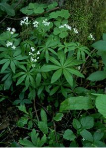 Galium odoratum (L.) Scop. attēls