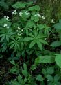 Galium odoratum (L.) Scop. attēls