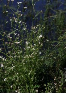 Galium palustre L. attēls