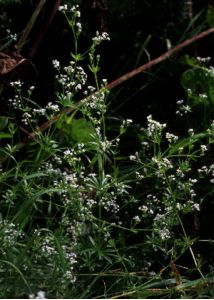 Galium rivale (Sibth. et Sm.) Griseb. attēls