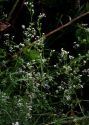 Galium rivale (Sibth. et Sm.) Griseb. attēls