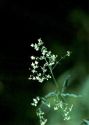 Galium schultesii Vest attēls