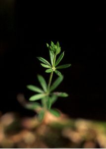 Galium spurium L. attēls