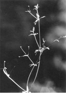 Galium trifidum L. attēls