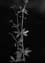 Galium triflorum Michx. attēls