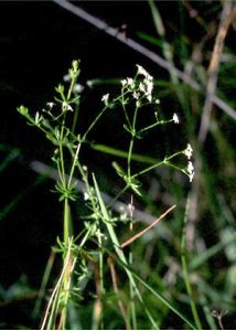 Galium uliginosum L. attēls