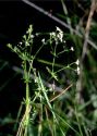 Galium uliginosum L. attēls