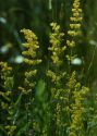 Galium verum L. attēls