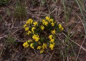 Genista pilosa L. attēls