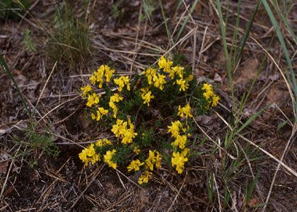 Genista pilosa L. attēls