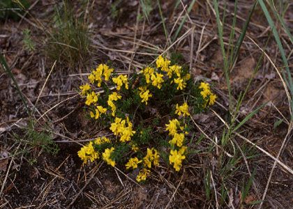 Genista pilosa L. attēls