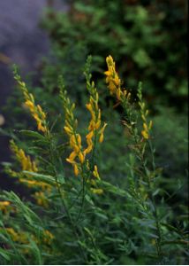 Genista tinctoria L. attēls