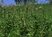 Gentiana cruciata L. attēls