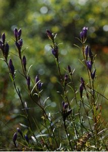 Gentiana pneumonanthe L. attēls