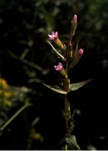 Gentianella amarella (L.) Börner attēls