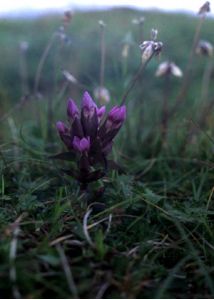 Gentianella campestris (L.) Börner attēls