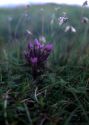 Gentianella campestris (L.) Börner attēls