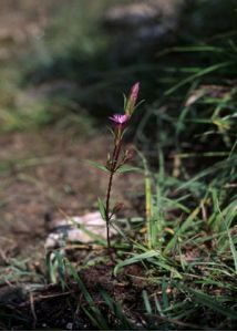 Gentianella uliginosa (Willd.) Börner attēls