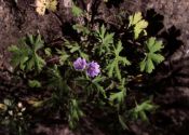 Geranium bohemicum L. attēls