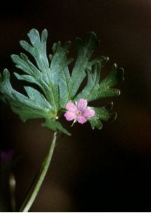 Geranium columbinum L. attēls