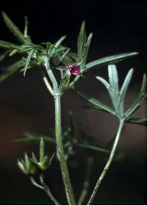 Geranium dissectum L. attēls