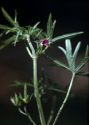 Geranium dissectum L. attēls