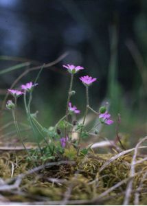 Geranium molle L. attēls