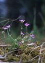 Geranium molle L. attēls