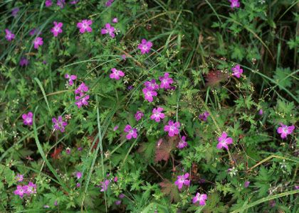 Geranium palustre L. attēls