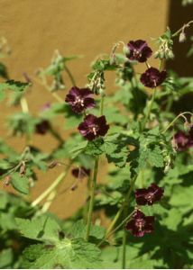 Geranium phaeum L. attēls