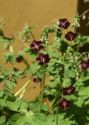 Geranium phaeum L. attēls