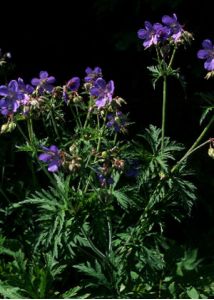 Geranium pratense L. attēls