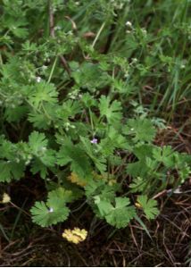 Geranium pusillum L. attēls