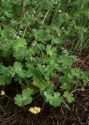 Geranium pusillum L. attēls