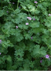 Geranium pyrenaicum Burm.f. attēls