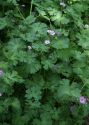 Geranium pyrenaicum Burm.f. attēls