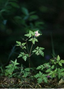 Geranium robertianum L. attēls
