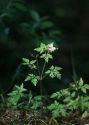 Geranium robertianum L. attēls