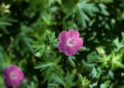 Geranium sanguineum L. attēls