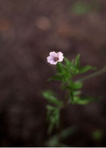 Geranium sibiricum L. attēls