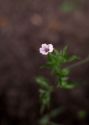 Geranium sibiricum L. attēls