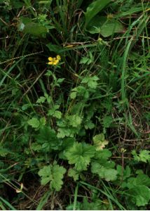 Geum aleppicum Jacq. attēls