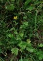 Geum aleppicum Jacq. attēls