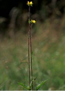 Geum hispidum Fr. attēls