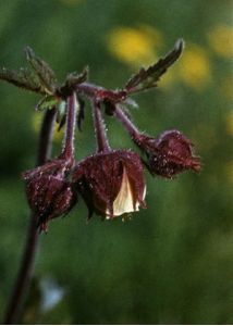 Geum rivale L. attēls