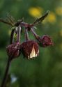 Geum rivale L. attēls