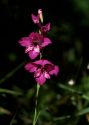 Gladiolus imbricatus L. attēls